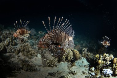 Pterois miles are looking for food during night dive in Egypt. Devil firefish above the bottom in Red Sea. Abundant marine life on the coral reef. Poisonous and invasive fish with long fins. clipart