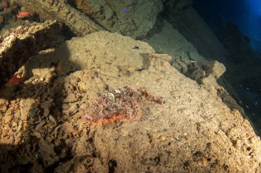 Scorpaenopsis oxycephalus Mısır 'daki mercan resifinde saklanıyor. Kızıl Deniz 'deki dalış sırasında zehirli püsküllü akrep balığı. Akrep balığının mükemmel kamuflajı..