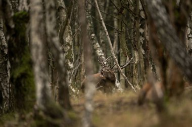 Azgınlık zamanında kızıl geyik. Huş ağacında geyik sürüsü. Sonbahar dönemi boyunca Avrupa doğası. 