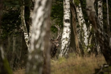 Azgınlık zamanında kızıl geyik. Huş ağacında geyik sürüsü. Sonbahar dönemi boyunca Avrupa doğası. 