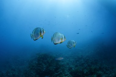 Orbicular batfish are swimming  in Egypt shallow sea. Platax orbicularis during dive in Red Sea. Abundant marine life on the coral reef.  clipart