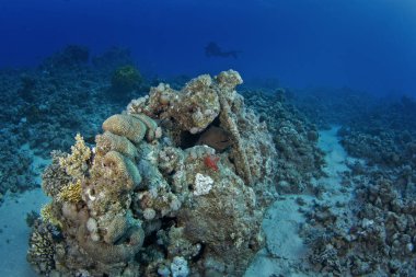 Mercan resifinde saklanan dev moray. Mısır 'da dalış sırasında jimnastik javanicus. Yılan gibi görünen balıklar. Kızıl Deniz 'de deniz yaşamı. Mercan bahçesi arasında kocaman bir moray..