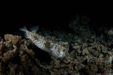 Cyclichthys Spilostylus Mısır 'ın dibinde saklanıyor. Mercan altında leke şeklinde burun balığı. Balıklar top gibi görünüyor. Kızıl Deniz 'de deniz yaşamı.