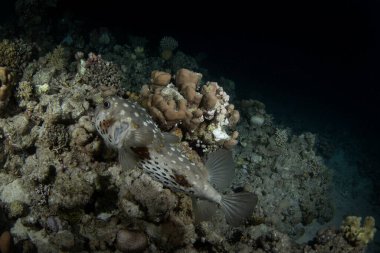 Cyclichthys spilostylus is hiding on the bottom in Egypt. Spotbase burrfish under coral. Fish look like ball. Marine life in Red sea. clipart