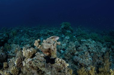 Kara Şahin Balığı Mısır 'daki mercanların üzerinde dinleniyor. Kızıl Deniz 'deki dalış sırasında paraşütçüler. Mercan resifinde bol miktarda deniz yaşamı var.. 