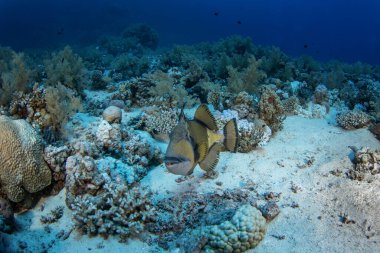 Titan triggerfish is swimming above the coral in Egypt shallow sea. Balistoides viridescens during dive in Red Sea. Abundant marine life on the coral reef.  clipart