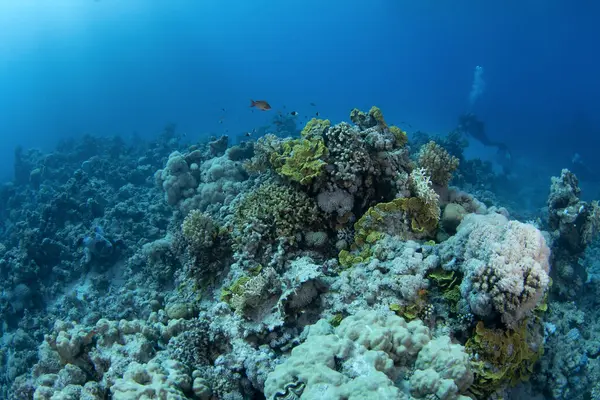 Mısır 'ın sığ denizinde türbinaria mezenterina mercanı. Kızıl Deniz 'deki dalış sırasında playgyra mercanları. Mercan resifinde bol miktarda deniz yaşamı var. Kızıl denizdeki mercan bahçesi.