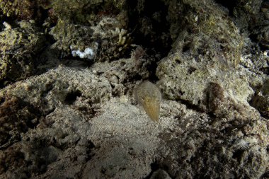 Sepia prashadi is hiding on the coral reef  in Egypt. Hooded cuttlefish during night dive in Red Sea. Abundant marine life on the coral reef. Small kind of sepia change color. clipart