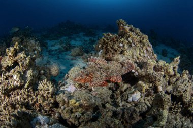 Scorpaenopsis oxycephalus Mısır 'daki mercan resifinde saklanıyor. Kızıl Deniz 'deki dalış sırasında zehirli püsküllü akrep balığı. Akrep balığının mükemmel kamuflajı..