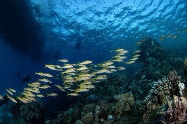 Sarı yüzgeçli keçi balığı mercan resifinin üzerinde yüzüyor. Mısır 'daki dalış sırasında mulloidichthys vanicolensis okulu. Güneşli sarı keçi balığı sürüsü. Kızıl Deniz 'de deniz yaşamı. 