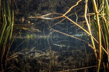 Avrupa nehrinin kuzey turna balığı. Tatlı suda hayat. Altta mızrak var.. 