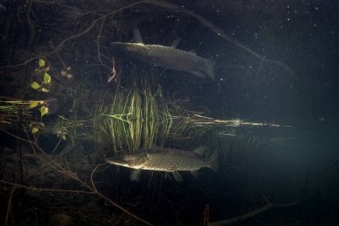 Avrupa nehrinin kuzey turna balığı. Tatlı suda hayat. Altta mızrak var.. 