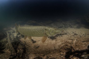 Avrupa nehrinin kuzey turna balığı. Tatlı suda hayat. Altta mızrak var.. 