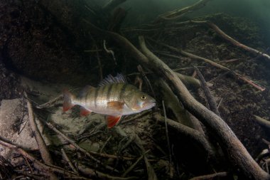 Traum nehrinin dibindeki Avrupa levreği. Nehre tünemiş. Avrupa yaban hayatı. Siyah şeritli yırtıcı balıklar. 