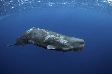 Sperm whales breathing on the surface. Huge whales in blue ocean. Swimming with physeter macrocephalus in Indian ocean. clipart