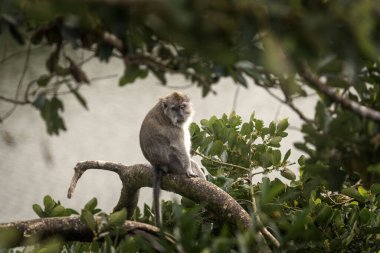 Yengeç yiyen makak ağaçta saklanıyor. Mauritius adasında istilacı bir macak. Maymun sürüsü ormanda meyve arıyor..