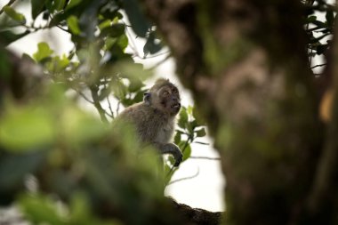 Crab eating macaque is hiding on the tree. Invasive macaque on the Mauritius island. Troop of monkey is looking for fruits on in the forest. clipart