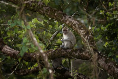 Crab eating macaque is hiding on the tree. Invasive macaque on the Mauritius island. Troop of monkey is looking for fruits on in the forest. clipart