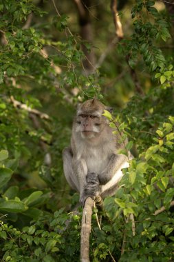 Yengeç yiyen makak ağaçta saklanıyor. Mauritius adasında istilacı bir macak. Maymun sürüsü ormanda meyve arıyor..