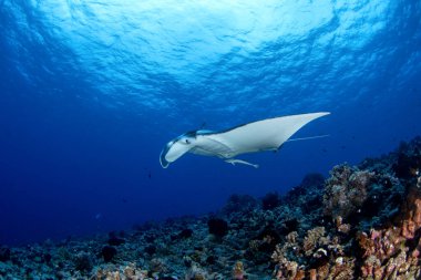 Reef manta ray during our dive in Fakarava atoll. Manta ray above the bottom in French Polynesia. Marine life in Pacific ocean.  clipart