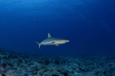 Hundreds of grey reef sharks during our dive on Fakarava island. Feared sharks on the atoll in French Polynesia. Marine life in Pacific ocean. Sharks are trying catch a fish. clipart