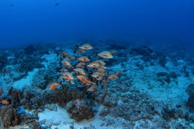 Shoal of humpback red snapper are swimming close to the sea bottom. School of lutjanus gibbus during dive in Fakarava atoll.  clipart