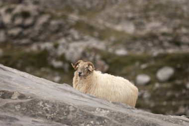 Koyun dağlarda otluyor. Boynuzlu koyunlar.. 