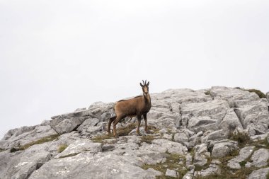 Dağın tepesinde Pyrenean güveci. Ulusal park Picos de Europa 'da Chamois. Avrupa vahşi yaşamı.