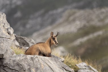 Dağın tepesinde Pyrenean güveci. Ulusal park Picos de Europa 'da Chamois. Avrupa vahşi yaşamı.