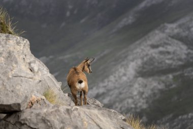 Dağın tepesinde Pyrenean güveci. Ulusal park Picos de Europa 'da Chamois. Avrupa vahşi yaşamı.