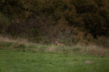 Kızıl Tilki çimlerin arkasında saklanıyor. Islak doğadaki tilki. Avrupa vahşi yaşamı. 
