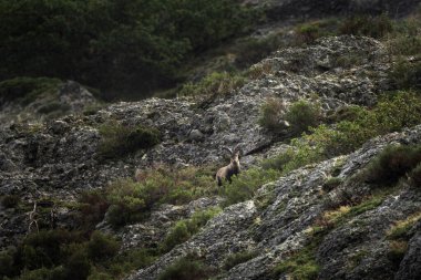 İber dağ keçisi kayalara tırmanıyor. Ulusal parkta Ibex Picos de Europa. Avrupa yaban hayatı. Riano köyünün doğası..