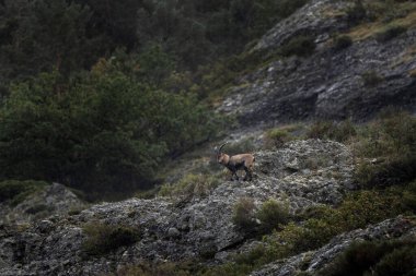 Iberian ibex is climbing on the rocks. Ibex in national park Picos de Europa. European wildlife. Nature around village Riano. clipart