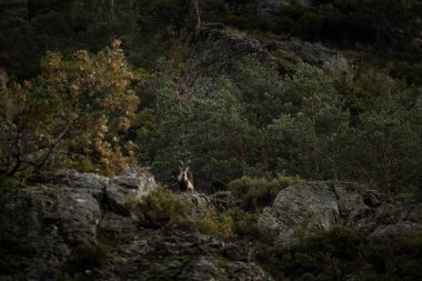 Iberian ibex is climbing on the rocks. Ibex in national park Picos de Europa. European wildlife. Nature around village Riano. clipart