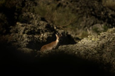 Iberian ibex is climbing on the rocks. Ibex in national park Picos de Europa. European wildlife. Nature around village Riano. clipart