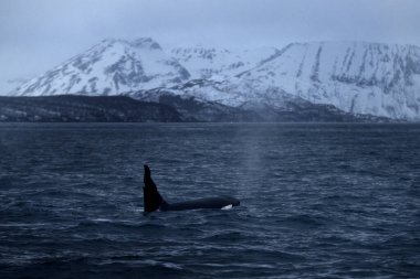 Pod of orcas on the surface. Killer whales in Norway fjords during winter. The biggest dolphins on the Earth. Marine life in Norway.  clipart