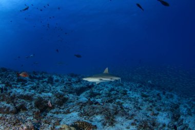 Grey reef shark during dive in Fakarava atoll. Reef shark on the bottom.