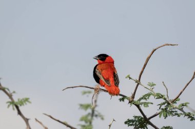 Kuzey piskoposu Murchison Falls Ulusal Parkı 'nda. Euplectes Fransicanus dalda oturuyor. Uganda 'da Safari.