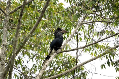 Yuvanın yanındaki siyah beyaz boynuzlu gagalı. Yağmur ormanlarında boynuz tasarısı. Uganda 'da Safari. 