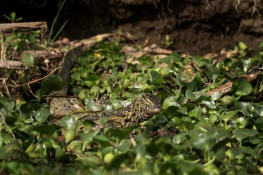 Kraliçe Elizabeth Ulusal Parkı 'ndaki leylek gözlemcisi. Varanus Niloticus nehir kıyısında avlanıyor. Sudaki büyük Afrikalı sürüngen. Uganda 'da Safari.