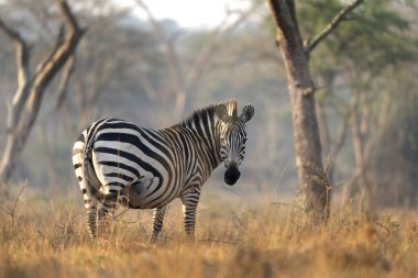 Ovaların zebra sürüsü çalıların arasında saklanıyor. Kuru ormanda bir zebra. Mburo Gölü Milli Parkı 'nda Safari. 