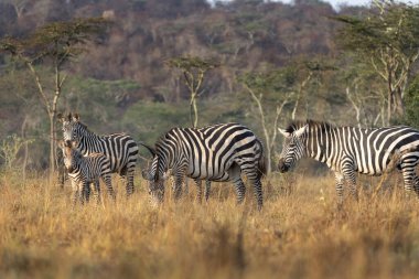 Ovaların zebra sürüsü çalıların arasında saklanıyor. Kuru ormanda bir zebra. Mburo Gölü Milli Parkı 'nda Safari. 