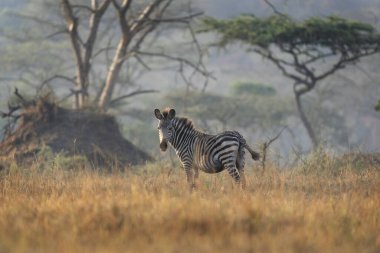 Ovaların zebra sürüsü çalıların arasında saklanıyor. Kuru ormanda bir zebra. Mburo Gölü Milli Parkı 'nda Safari. 
