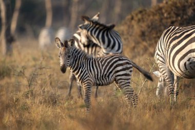 Ovaların zebra sürüsü çalıların arasında saklanıyor. Kuru ormanda bir zebra. Mburo Gölü Milli Parkı 'nda Safari. 