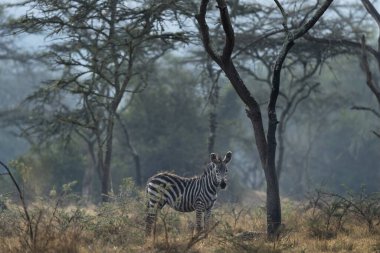 Ovaların zebra sürüsü çalıların arasında saklanıyor. Kuru ormanda bir zebra. Mburo Gölü Milli Parkı 'nda Safari. 