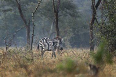 Ovaların zebra sürüsü çalıların arasında saklanıyor. Kuru ormanda bir zebra. Mburo Gölü Milli Parkı 'nda Safari. 
