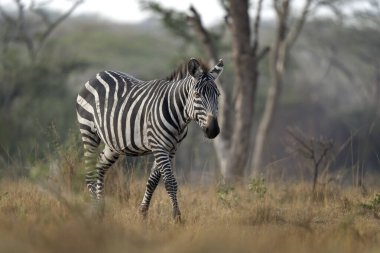 Ovaların zebra sürüsü çalıların arasında saklanıyor. Kuru ormanda bir zebra. Mburo Gölü Milli Parkı 'nda Safari. 