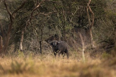 Ormandaki Afrika bufalosu. Murchison Şelalesi 'nde safari sırasında Buffalo Burnu açıklarında bir erkek. Afrika 'daki en tehlikeli hayvanlardan biri. Sakin bufalo.