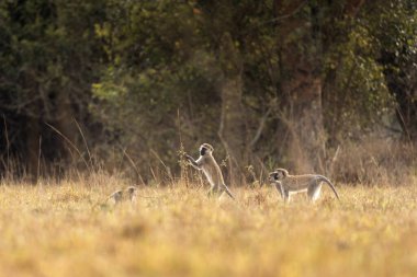 Ormanda ızdırap. Murchison Falls 'daki safari sırasında yeşil maymunları gruptan ayır. Kuru çayırlarda meraklı maymunlar. 