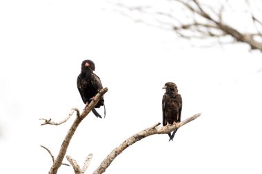 Bateleur kartalları ağacın tepesinde oturuyorlar. Mburo Gölü Milli Parkı 'ndaki Bateleur. Dalda kırmızı yüzlü kartallar.